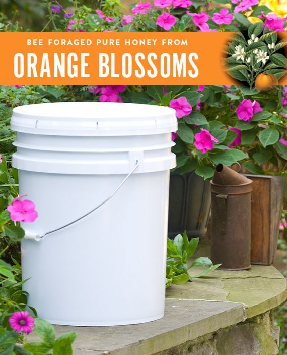 Orange Blossom Honey Pail